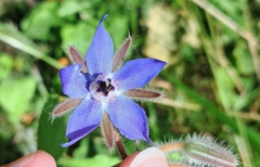 Borago officinalis