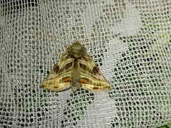 Euchalcia modestoides