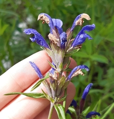 Dracocephalum ruyschiana