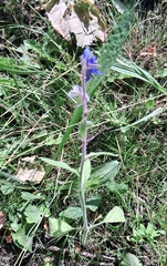Borago officinalis