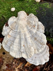 Trametes vespacea