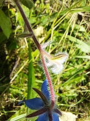 Borago officinalis