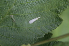 Alloperlini