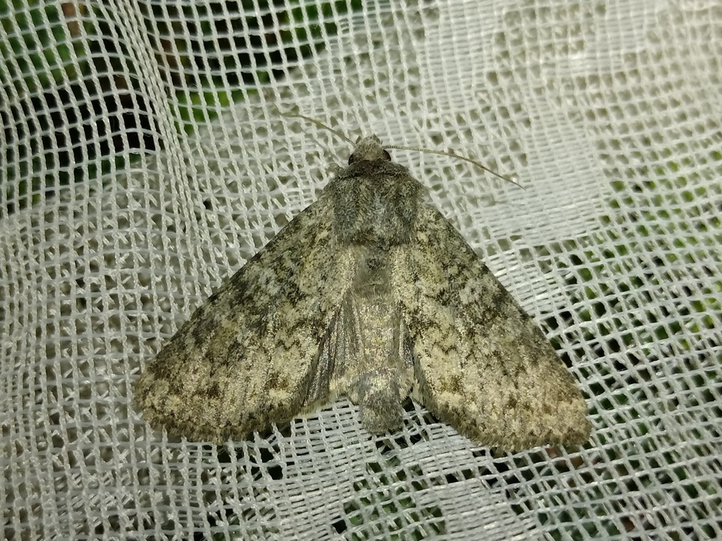 Polia serratilinea