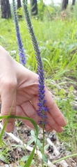 Veronica spicata