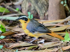 Cossypha heuglini heuglini