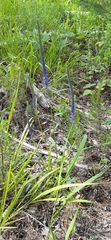 Veronica spicata