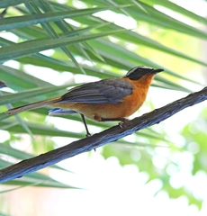 Cossypha heuglini heuglini