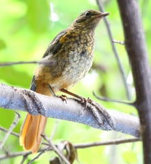 Cossypha heuglini heuglini