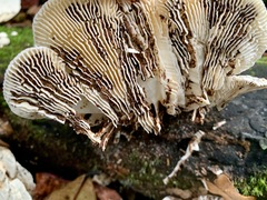 Trametes vespacea