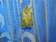 Agrotis simplonia