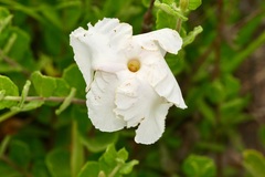 Mandevilla lanuginosa