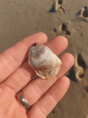 Vulsella