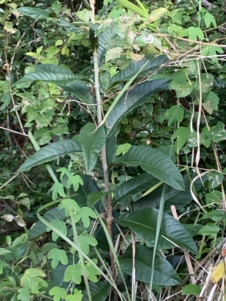 flowering plants from Kin Kin, QLD, AU on June 25, 2022 at 05:00 PM by ...