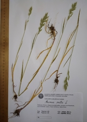 Bromus hordeaceus