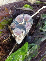 Crepipatella dilatata