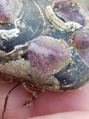 Crepipatella dilatata