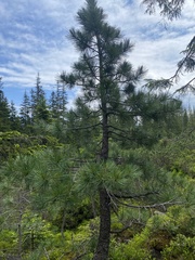 Pinus cembra