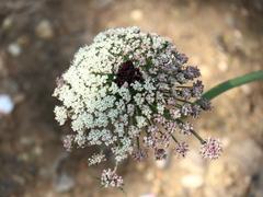 Daucus carota maximus