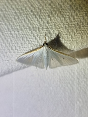 Palpita margaritacea