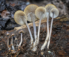 Mycena abramsii