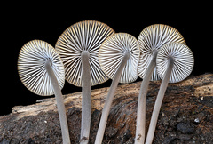 Mycena abramsii