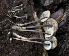 Mycena abramsii