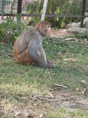 Macaca mulatta