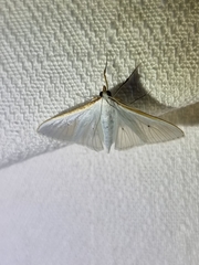 Palpita margaritacea