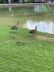 Alopochen aegyptiaca