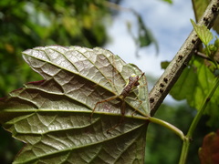 Epidaus sexspinus