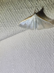 Palpita margaritacea