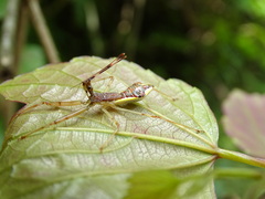 Epidaus sexspinus