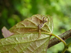 Epidaus sexspinus