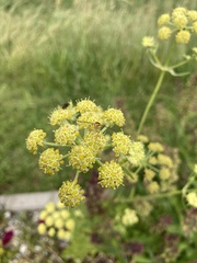 Levisticum officinale