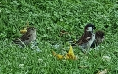 Passer domesticus
