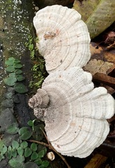 Trametes vespacea