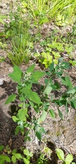 Chenopodium album