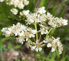 Filipendula vulgaris