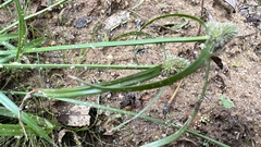 Cyperus sesquiflorus sesquiflorus