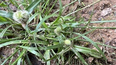 Cyperus sesquiflorus sesquiflorus