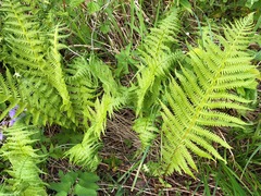 Oreopteris quelpartensis