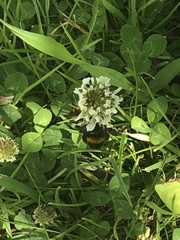 Trifolium repens