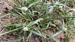 Cyperus sesquiflorus sesquiflorus