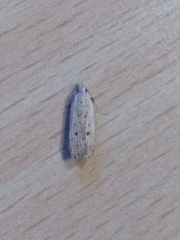 Nothris verbascella