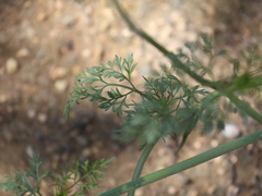 Daucus carota maximus