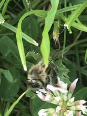 Apis mellifera