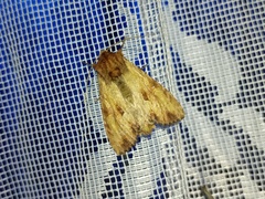 Apamea sublustris