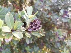 Gastrolobium bilobum