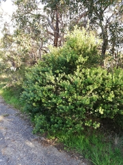 Gastrolobium bilobum